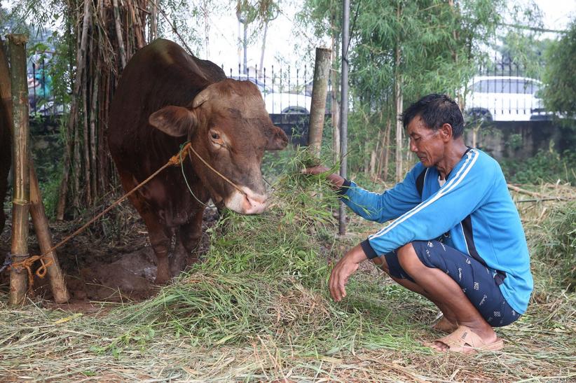 Potret Pedagang Hewan Kurban Jelang Idul Adha 2025 - Bagian 4