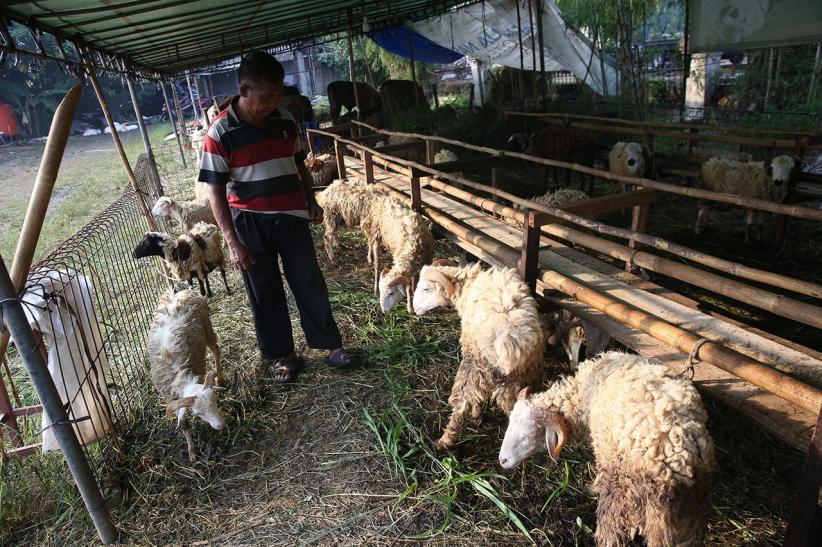 Potret Pedagang Hewan Kurban Jelang Idul Adha 2025 - Bagian 3
