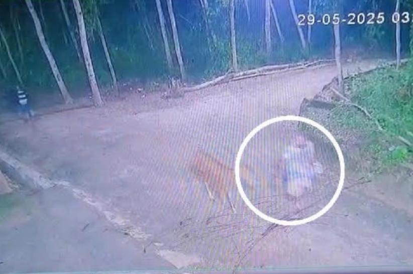 Viral Aksi Pencuri Sapi di Sampang Terekam CCTV, Pelaku Masih Misterius