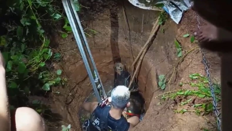 Dramatis, Petugas Damkar Berjibaku Evakuasi Sapi Kurban Tercebur Sumur di Bengkulu