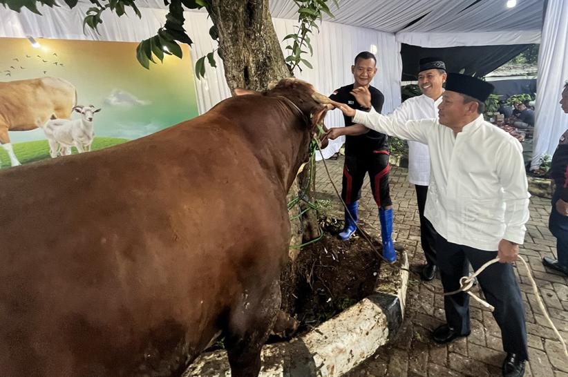 Iduladha 1446 H, BSI Distribusikan 15.272 Hewan Kurban untuk Dhuafa - Bagian 2