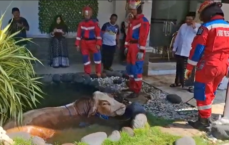 title Heboh Sapi Kurban Dindik Jatim Mengamuk Seruduk Warga lalu Masuk Kolam Heboh Sapi Kurban Dindik Jatim Mengamuk Seruduk Warga lalu Masuk Kolam