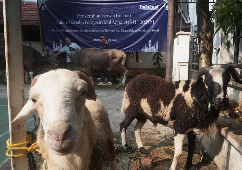 Penyerahan Bantuan Ratusan Hewan Kurban Iduladha 1446 H - Bagian 5