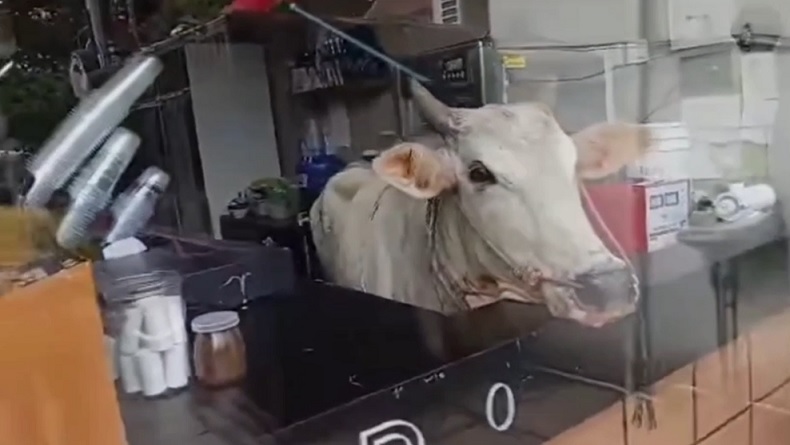 Sapi Masuk Kafe di Tanah Datar Terekam CCTV, Karyawan Panik Berhamburan Keluar
