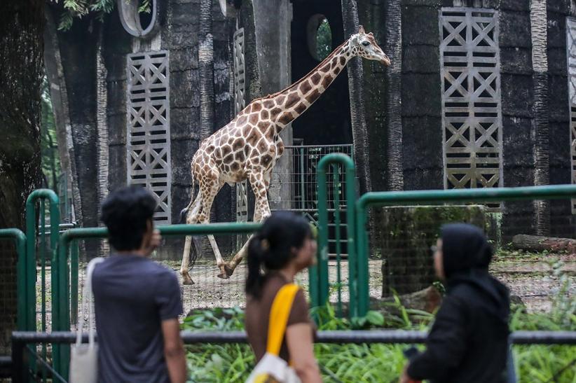 Taman Margasatwa Ragunan Tetap Buka untuk Pengunjung - Bagian 3