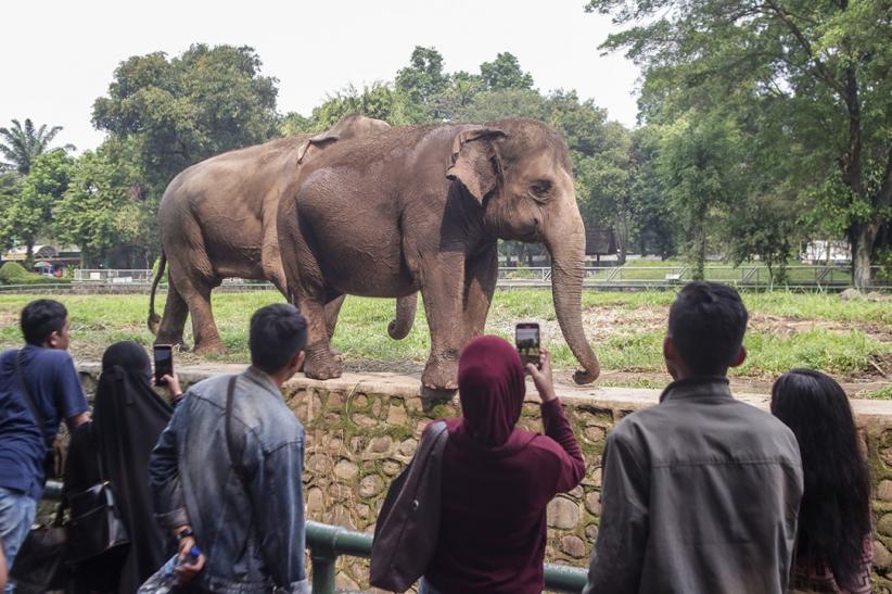Taman Margasatwa Ragunan Tetap Buka untuk Pengunjung - Bagian 2