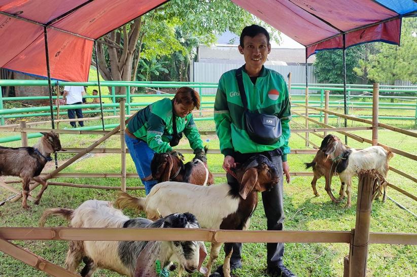 Pemberian Hewan Kurban untuk Mitra Pengemudi - Bagian 4
