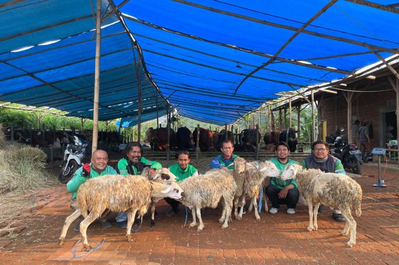 Pemberian Hewan Kurban untuk Mitra Pengemudi - Bagian 2