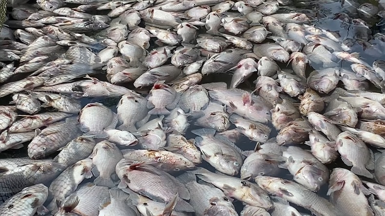 Ribuan Ikan Mati di Banjar Jelang Panen, Petambak Rugi Puluhan Juta Rupiah