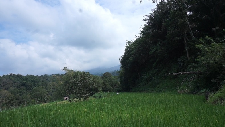 Lansia Hilang di Lereng Gunung Marapi, Sandal Korban Ditemukan di Bawah Pohon Besar