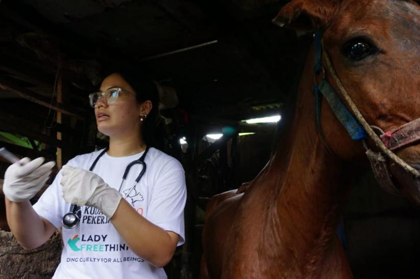 Klinik Hewan Keliling Pertama untuk Kuda Delman di Jakarta - Bagian 6