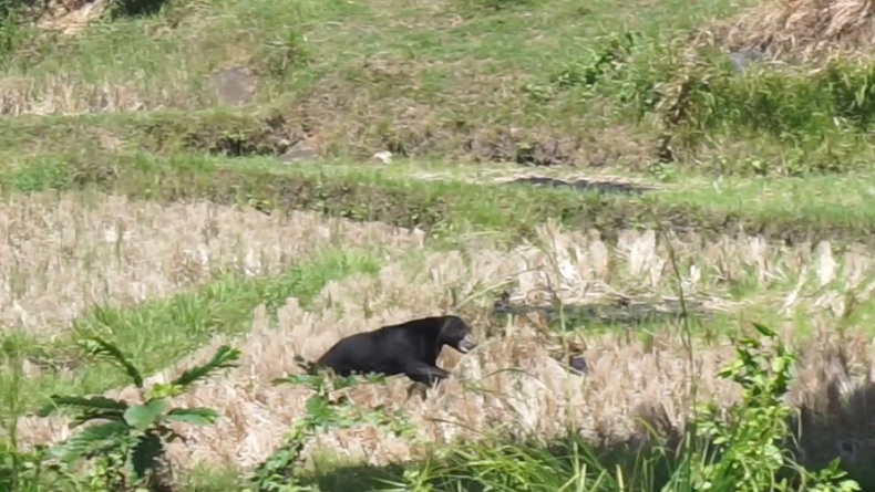 Beruang Turun Gunung Hebohkan Warga Tanah Datar