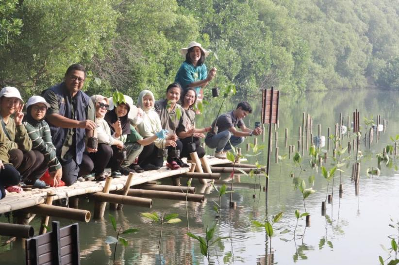 Penanaman Ratusan Pohon Mangrove - Bagian 4