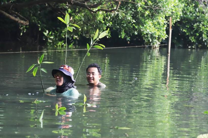 Penanaman Ratusan Pohon Mangrove - Bagian 5