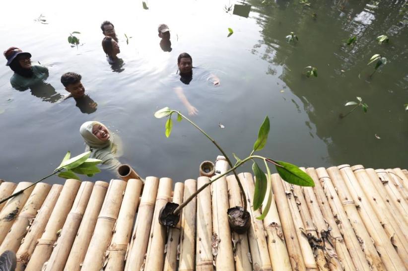 Penanaman Ratusan Pohon Mangrove - Bagian 6