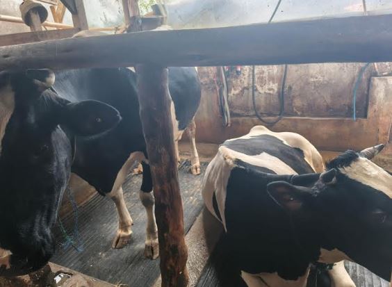 Misterius! 16 Sapi di Bandung Barat Mati Mendadak, Peternak Rugi Ratusan Juta