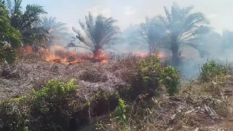 title Daftar 4 Perusahaan Ditindak akibat Karhutla di Riau Daftar 4 Perusahaan Ditindak akibat Karhutla di Riau