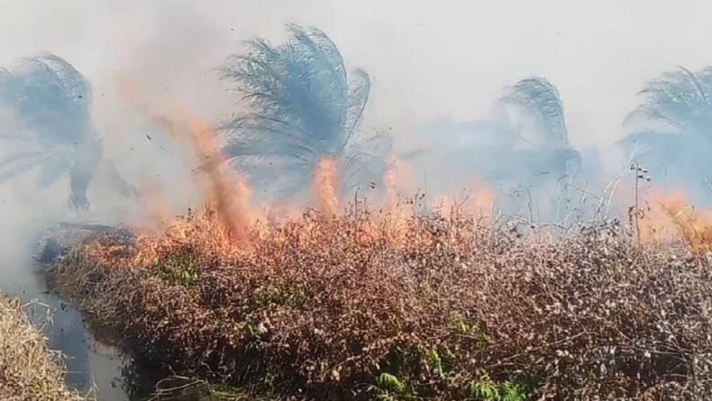 Kebakaran Hutan dan Lahan di Riau, 4 Perusahaan Ditindak