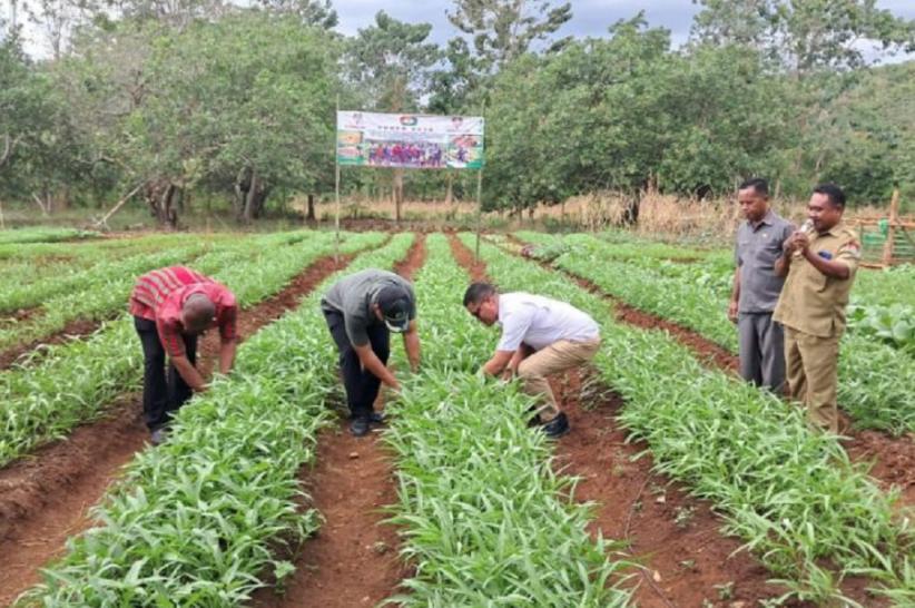 Bangun Ketahanan Pangan, Legislator Perindo Yusuf Bora Panen Raya Holtikultura di Sumba Barat Daya