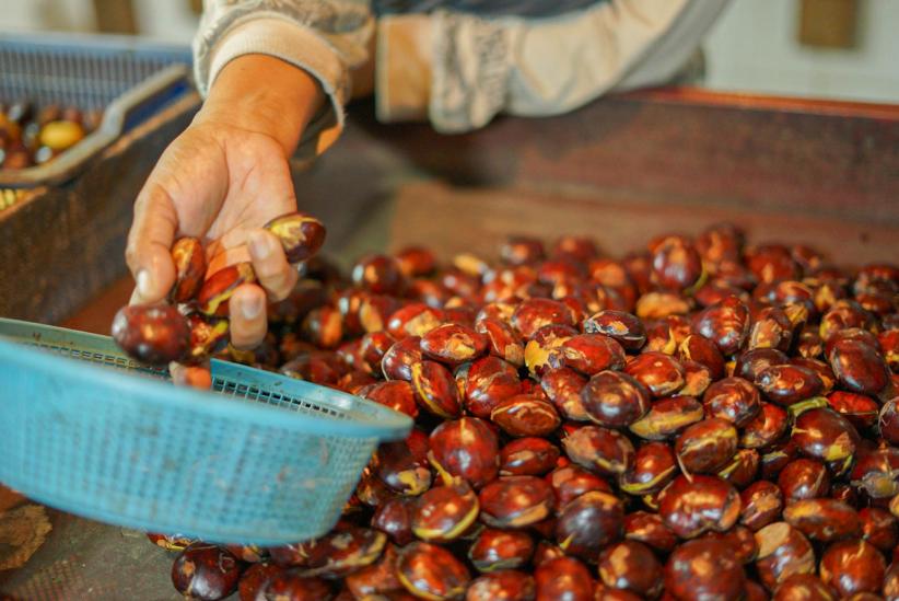 Harga Jengkol Nyaris Setara Daging Sapi, Tembus Rp120 Ribu per Kg! - Bagian 4