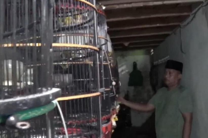 Dari Hobi Jadi Cuan! Peternak Burung Perkutut di Sampang Raup Rp30 Juta per Bulan