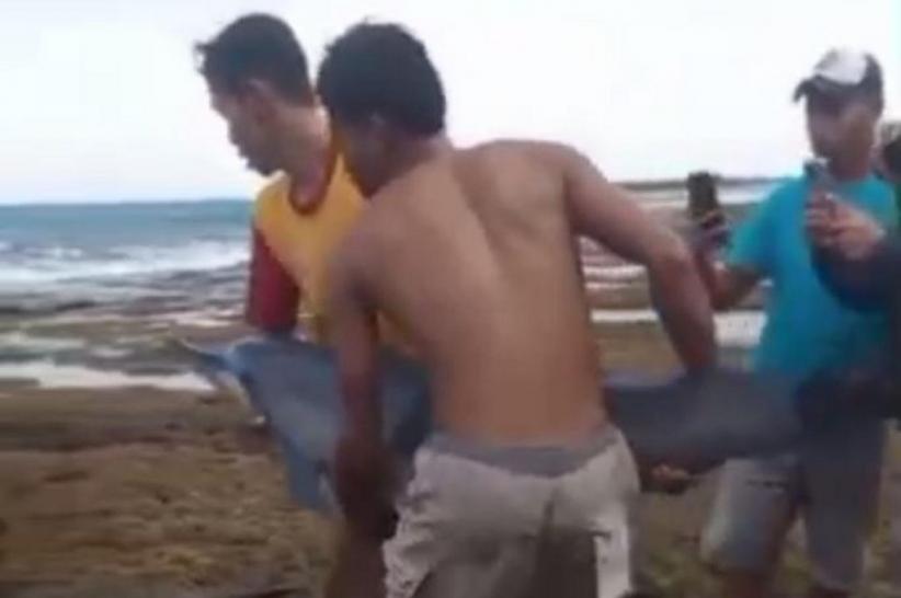 Heboh! Lumba-Lumba Terdampar di Pantai Legon Pari Lebak, Evakuasi Dramatis