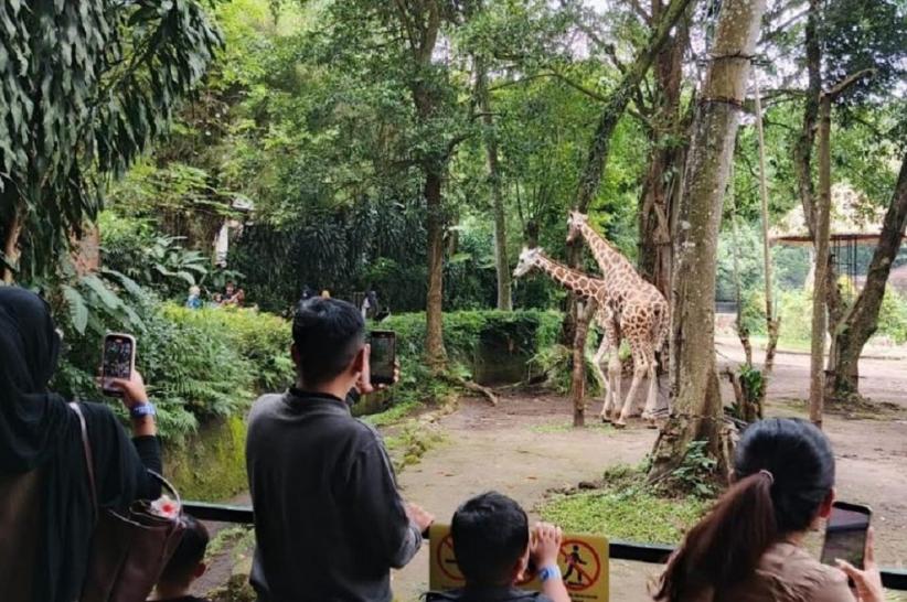 Penutupan Bandung Zoo Ancam Kesejahteraan 700 Satwa dan Puluhan Karyawan