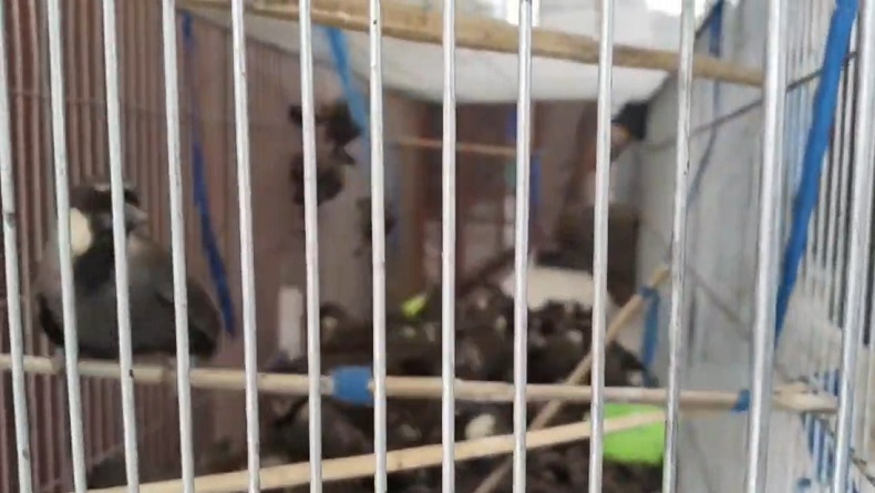 Ratusan Burung Selundupan dari Thailand Dimusnahkan di Kualanamu, Poksay hingga Cica Daun 