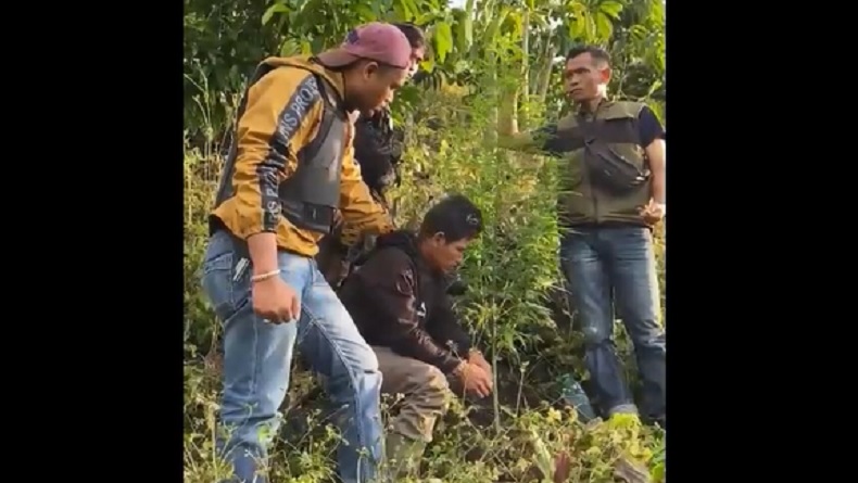 Nekat Tanam Ganja di Kebun Kopi, Petani di Lebong Bengkulu Ditangkap Polisi