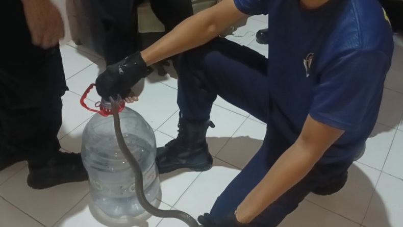 Tasyakuran Kemerdekaan, Warga Pekalongan Dikejutkan Kemunculan Ular Kobra