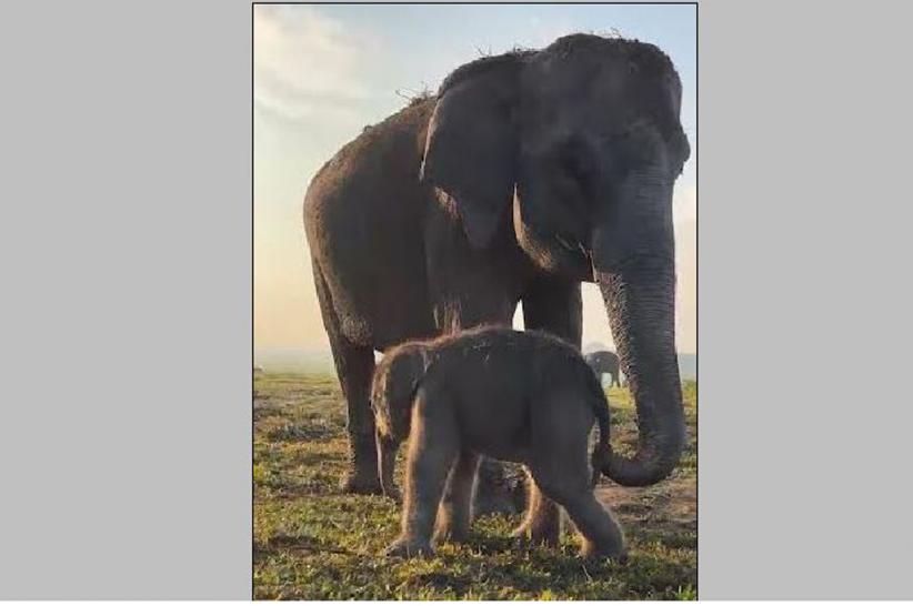 Anak Gajah Sumatera Lahir di TN Way Kambas, Populasi Bertambah di Tengah Ancaman Punah
