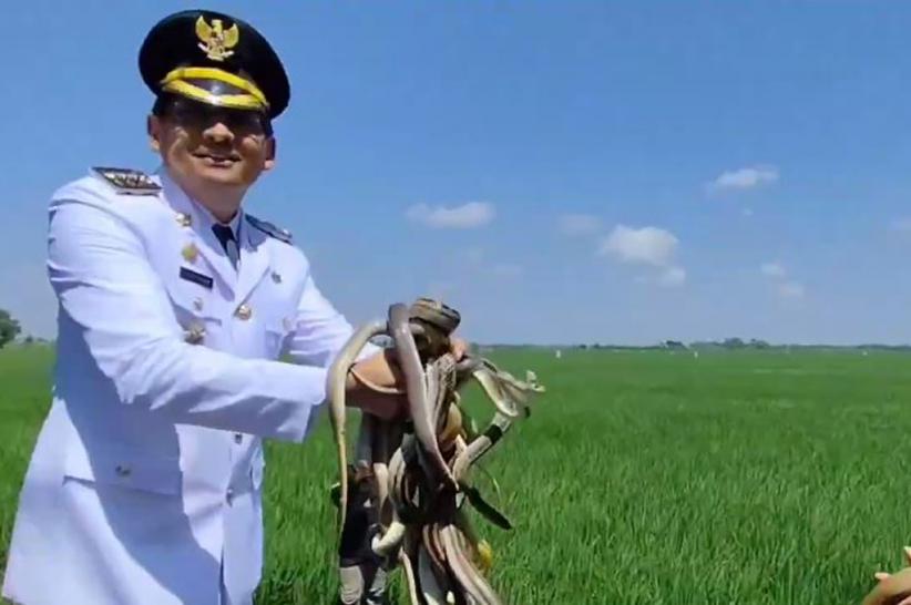 Momen Bupati Indramayu Lucky Hakim Lepas Liarkan Ratusan Ular ke Sawah, Atasi Hama Tikus