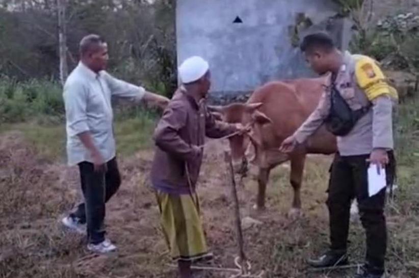Hilang dari Kandang, Sapi Petani di Sampang Ditemukan di Pinggir Sungai Diduga Dicuri