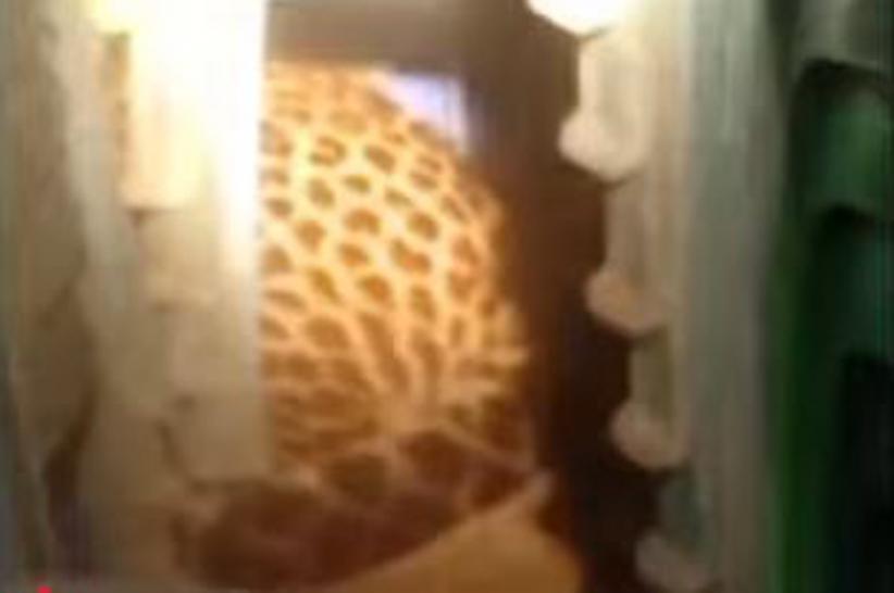 title Heboh Macan Tutul Lepas dari Kandang di Bandung, Ini Kata Pengelola Lembang Park Heboh Macan Tutul Lepas dari Kandang di Bandung, Ini Kata Pengelola Lembang Park