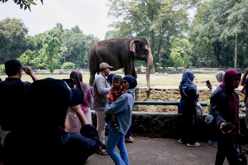 Libur Maulid Nabi, Wisatawan Kunjungi Taman Margasatwa Ragunan  - Bagian 2