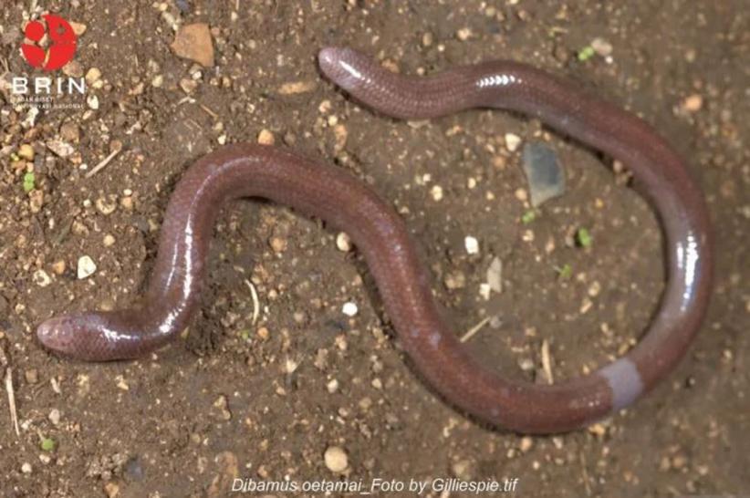 title Cerita Donan Ikut Ekspedisi NKRI Kopassus, Temukan Spesies Baru Kadal Buta di Pulau Buton Cerita Donan Ikut Ekspedisi NKRI Kopassus, Temukan Spesies Baru Kadal Buta di Pulau Buton