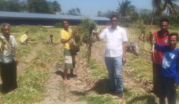 Panen Bawang, Legislator Perindo Mesak Mbura Komitmen Sejahterakan Petani Kupang