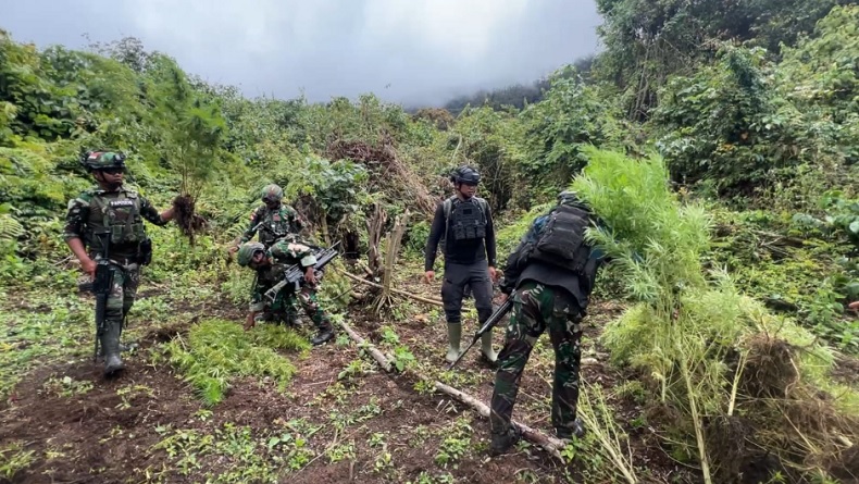 Satgas TNI Temukan 4 Kebun Ganja Tersembunyi di Papua Pegunungan