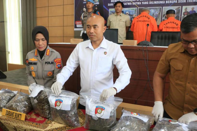 Polda Sumbar Bongkar Perdagangan Ilegal Sisik Trenggiling 24 Kg, 2 Tersangka Ditangkap
