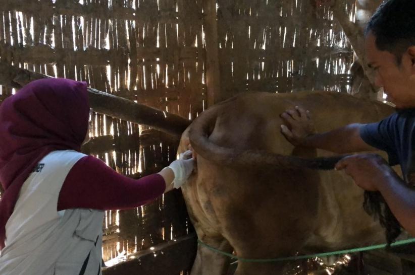 Optimalisasi Reproduksi Ternak, Peternak Pamekasan Andalkan Inovasi Daun Randu - Bagian 5