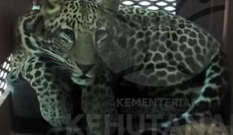 Penampakan Macan Tutul yang Ditangkap Masuk Hotel Anugrah Bandung