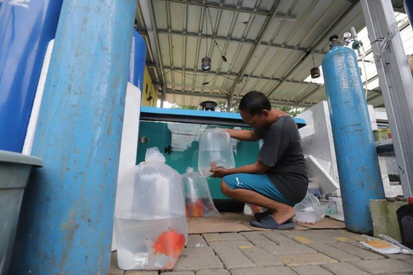 Mas Koki Indonesia Mendunia, Cerita Sukses dari Kolam Ko Renza - Bagian 6