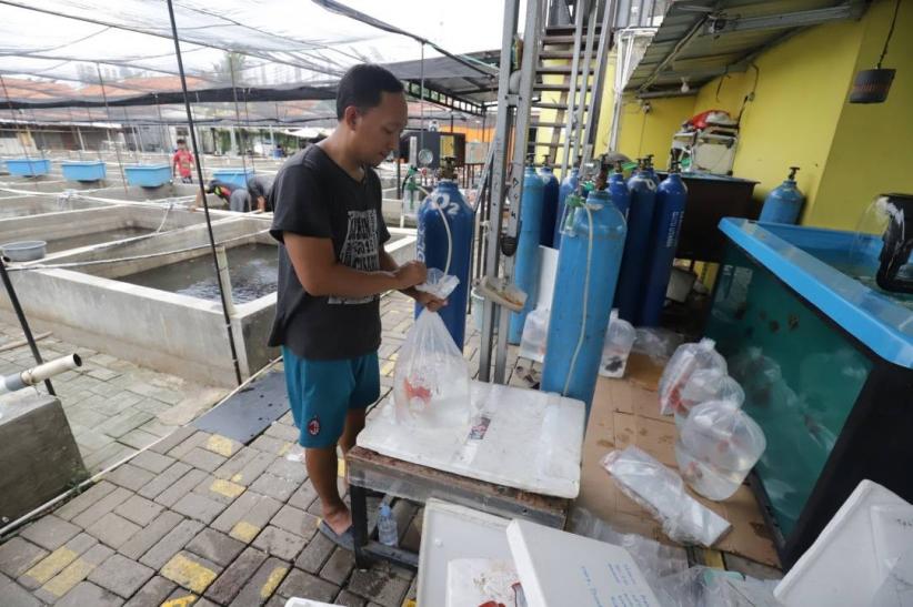 Mas Koki Indonesia Mendunia, Cerita Sukses dari Kolam Ko Renza - Bagian 5
