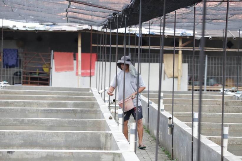 Mas Koki Indonesia Mendunia, Cerita Sukses dari Kolam Ko Renza - Bagian 4