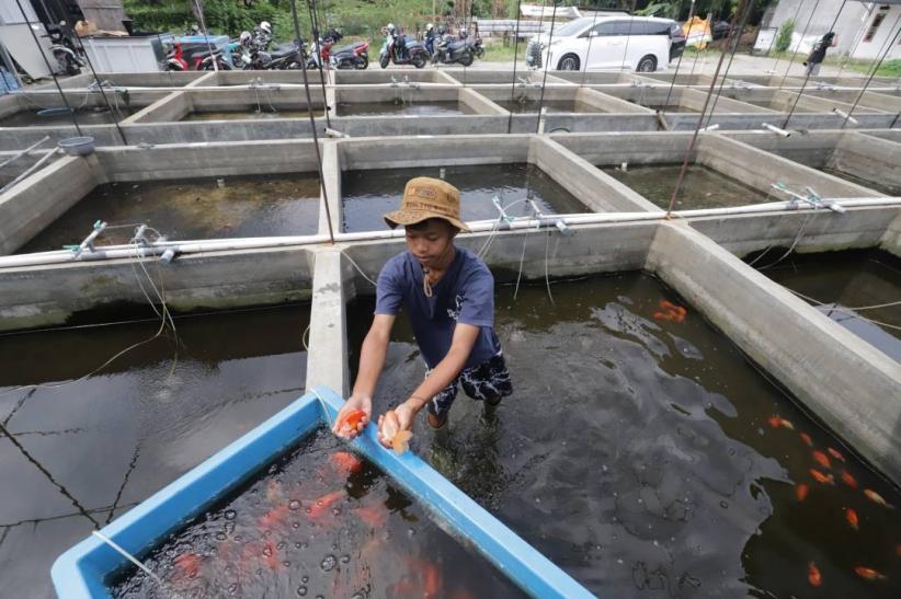 Mas Koki Indonesia Mendunia, Cerita Sukses dari Kolam Ko Renza - Bagian 2