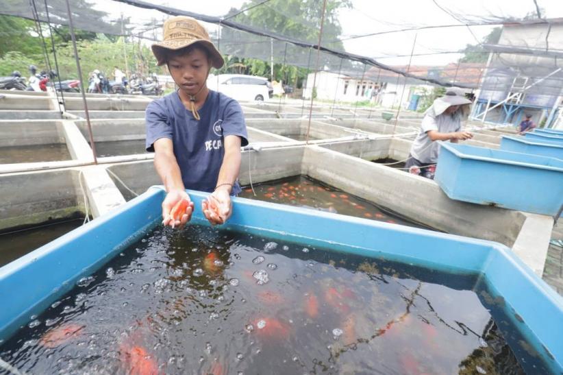 Mas Koki Indonesia Mendunia, Cerita Sukses dari Kolam Ko Renza - Bagian 3