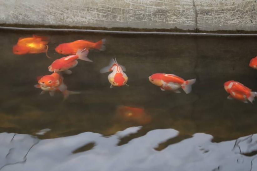 Mas Koki Indonesia Mendunia, Cerita Sukses dari Kolam Ko Renza - Bagian 7