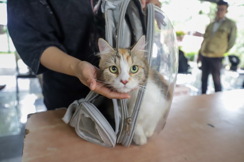Jakarta Bebas Rabies, Hewan Peliharaan Warga Divaksinasi - Bagian 5