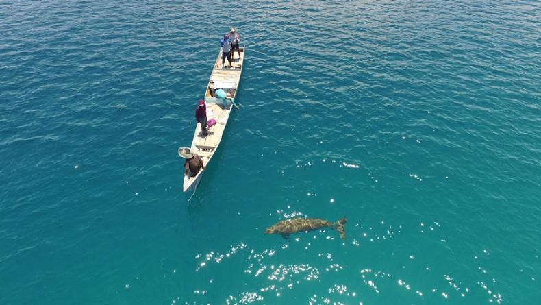 Momen Langka, Bayi Dugong Muncul Berenang di Pantai Mali Alor