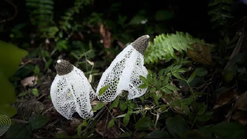 Lagka! Jamur Tudung Pengantin Ditemukan di Hutan Bawean